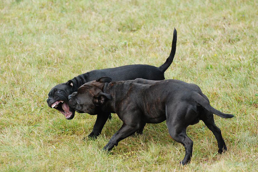 Temperament SBT - Bob Tennant