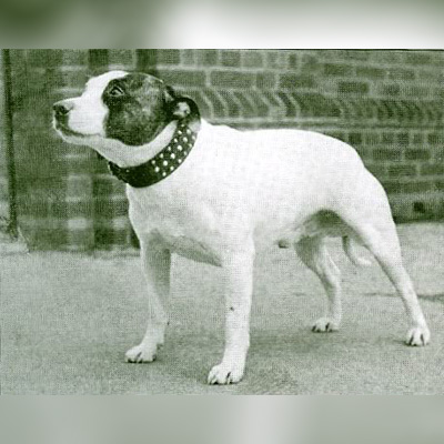 1948 - Sandra´s Boy