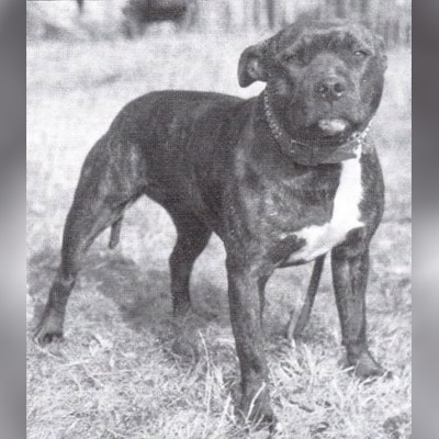 1950 - Nuneato Dinah