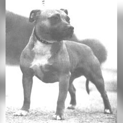 1951 - Tawny of Dugard