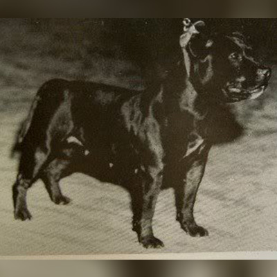 1961 - Judy of Brunanburgh