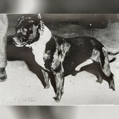 1968 - Jasper of Witts