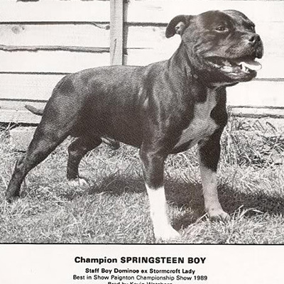 1990 - Springsteen Boy