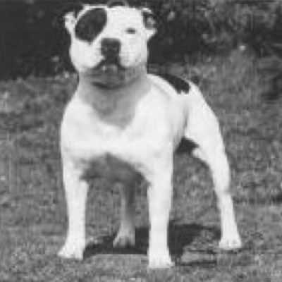 1992 - Bullseye of Dogan