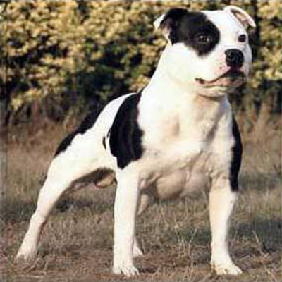 1995 - Domino Flashy Lad