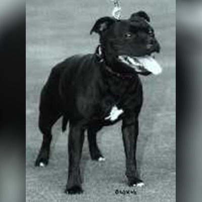 1997 - Brynstaff Mindern Rose at Obmarstaff