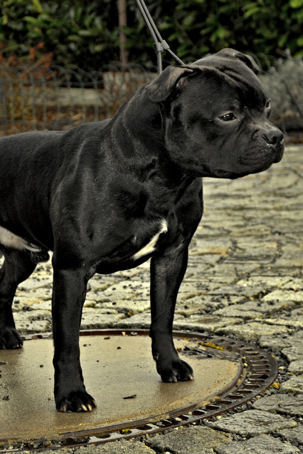 BRENO Domidar Dogs