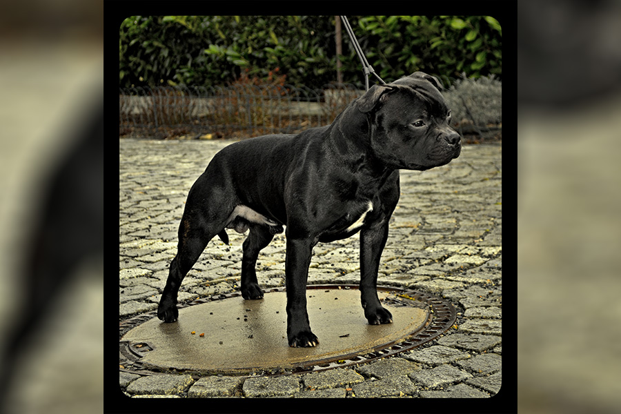 BRENO Domidar Dogs