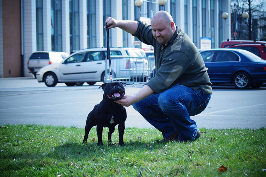 BRENO Domidar Dogs