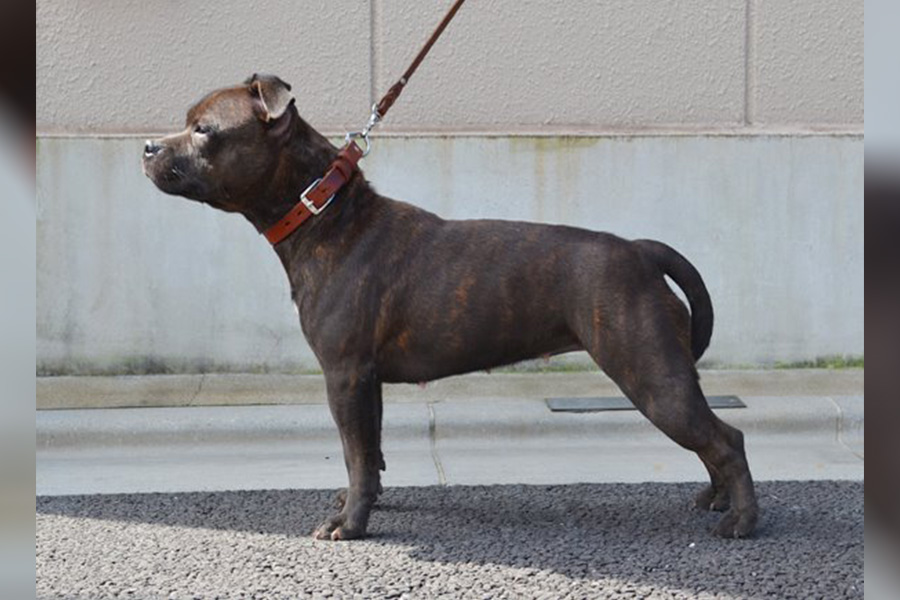CARMEN Domidar Dogs