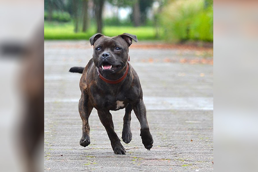 CARMEN Domidar Dogs
