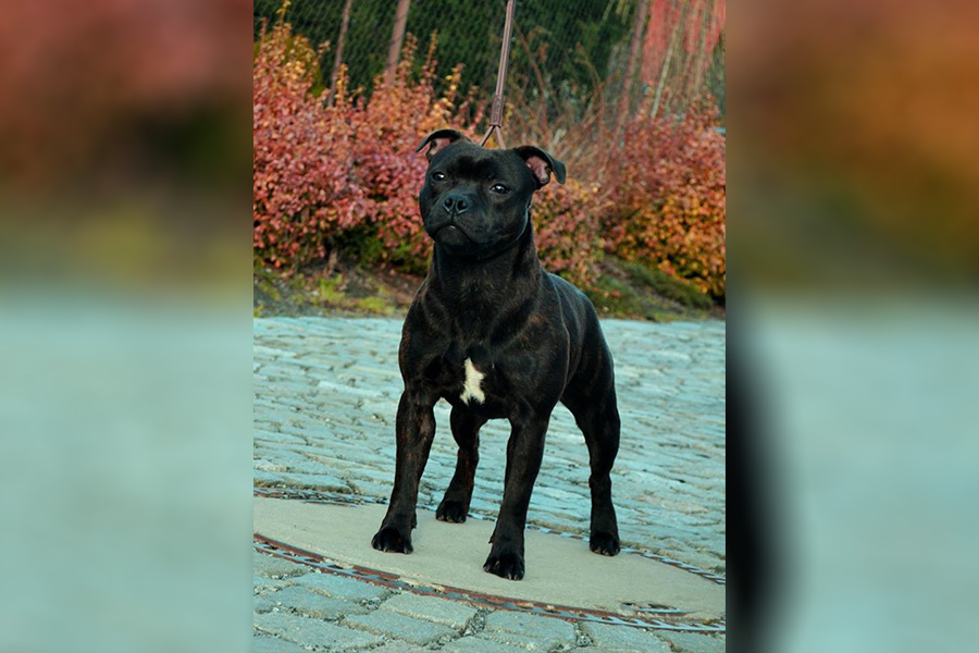 CARMEN Domidar Dogs