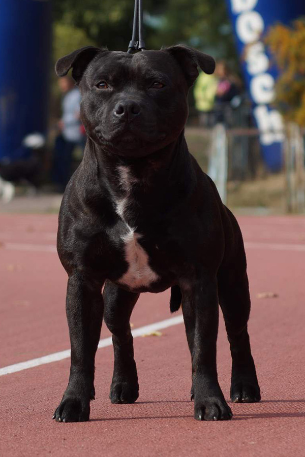 DECIMUS PRIME Domidar Dogs