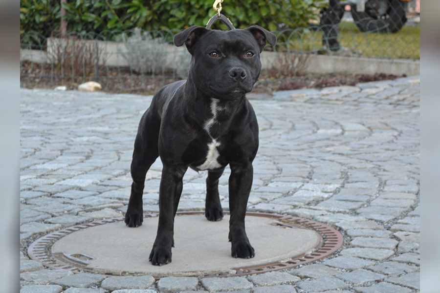 DECIMUS PRIME Domidar Dogs
