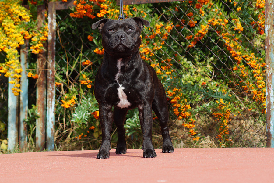 DECIMUS PRIME Domidar Dogs