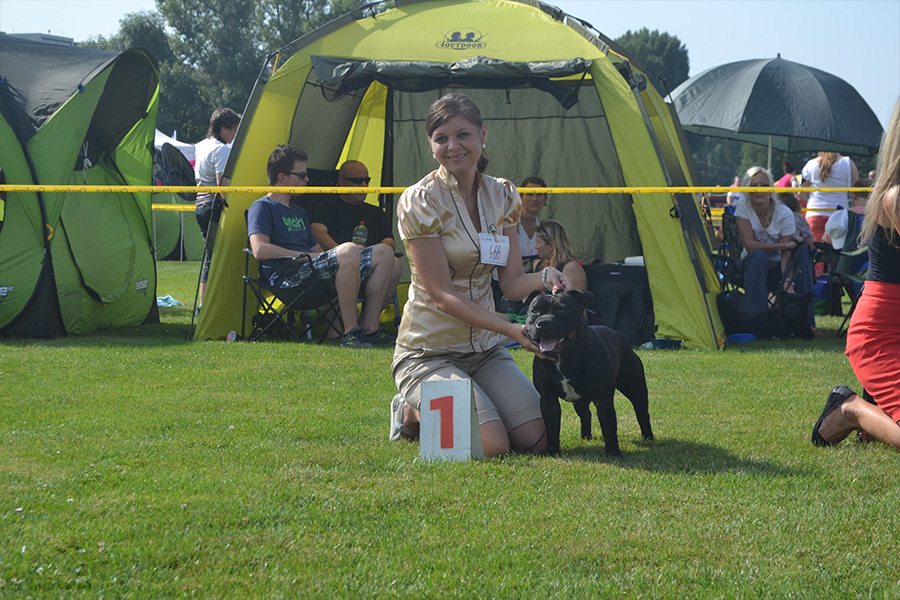DECIMUS PRIME Domidar Dogs