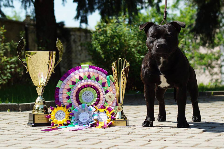 DECIMUS PRIME Domidar Dogs