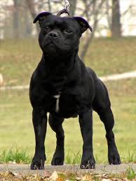 Asterion's Shine SIRIUS BLACK