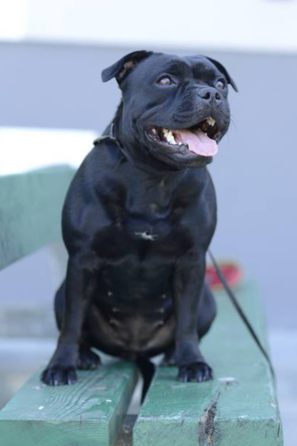 EXTRA´S LEGACY Domidar Dogs