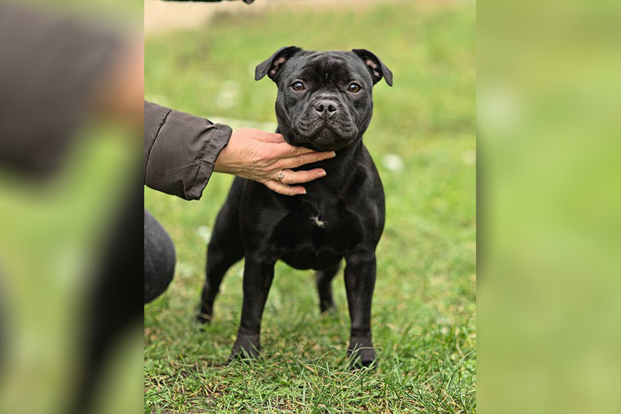 EXTRA'S LEGACY Domidar Dogs