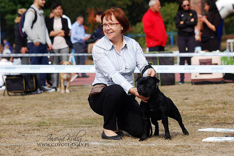 EXTRA'S LEGACY Domidar Dogs