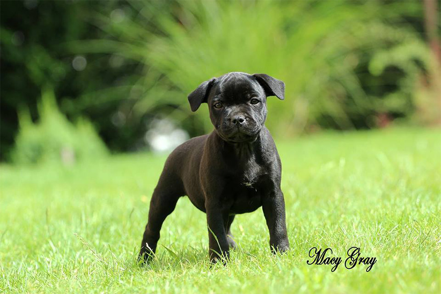 EXTRA'S LEGACY Domidar Dogs