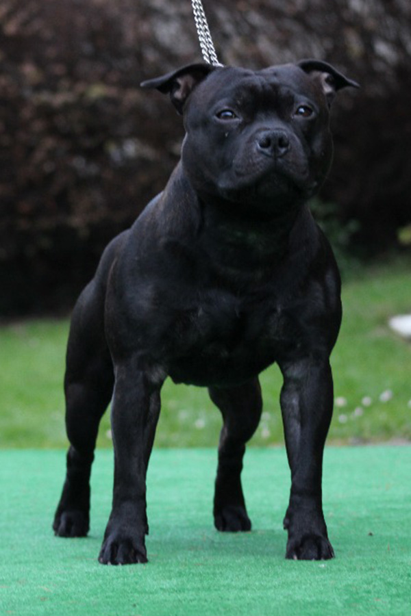 FOREVER FIRST Domidar Dogs