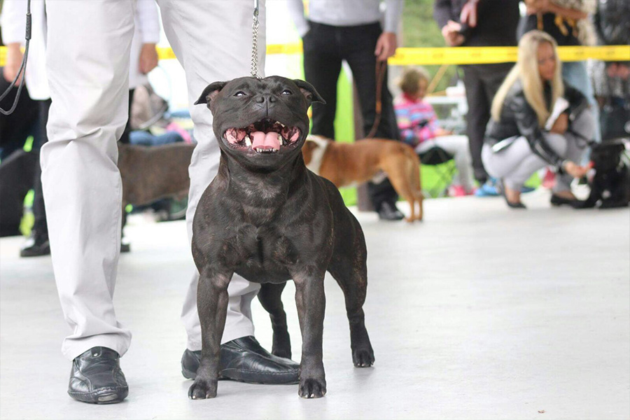 FOREVER FIRST Domidar Dogs