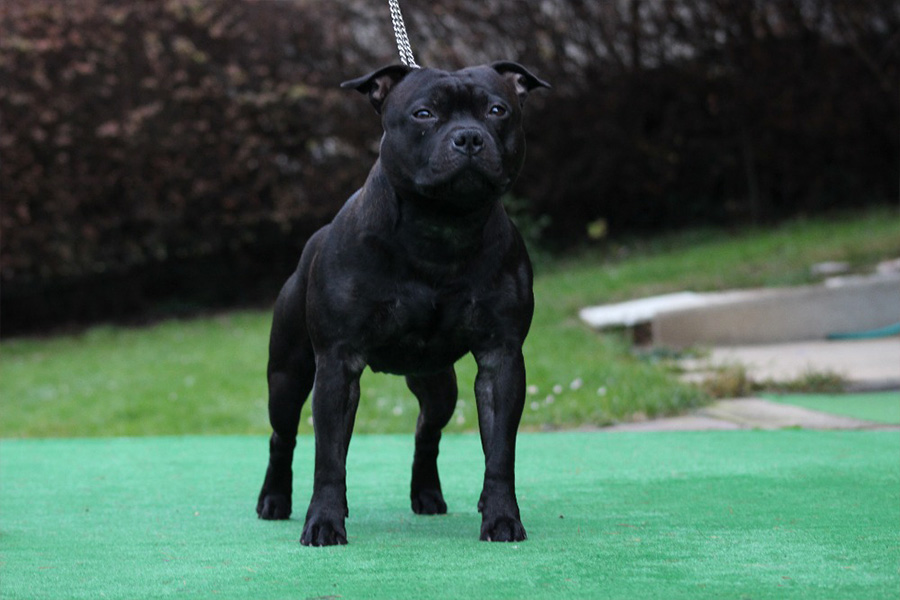 FOREVER FIRST Domidar Dogs