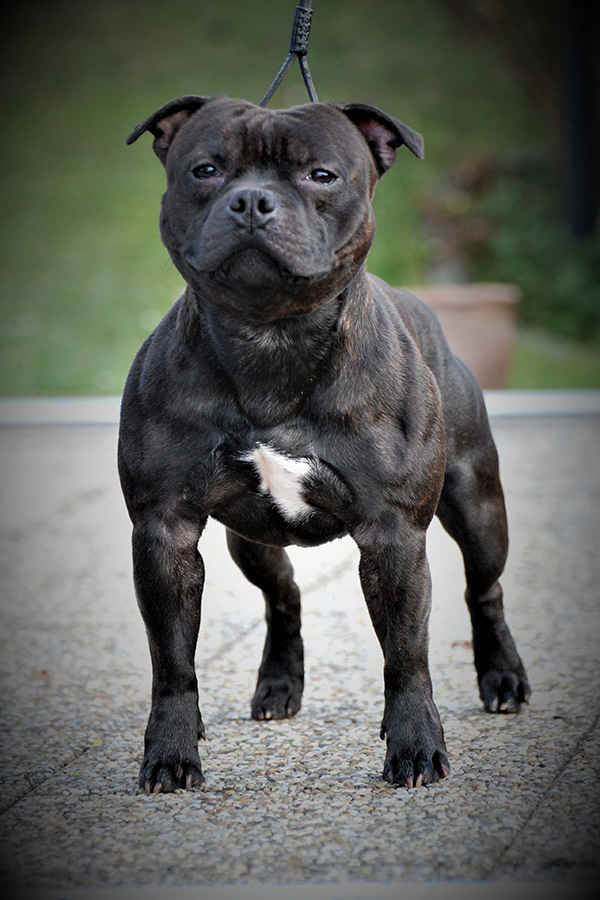 FRONT RUNNER Domidar Dogs