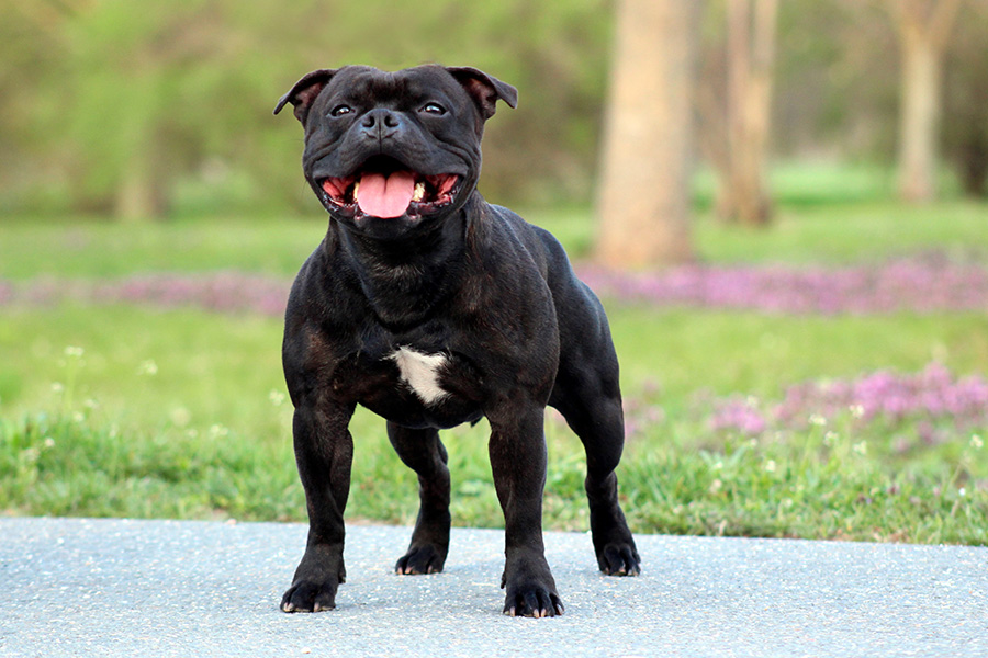 FRONT RUNNER Domidar Dogs