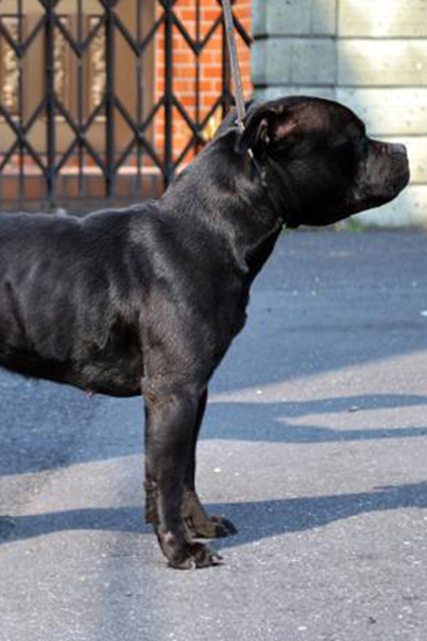 GET AHEAD Domidar Dogs