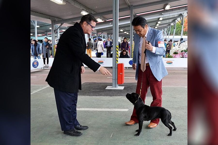 GET AHEAD Domidar Dogs
