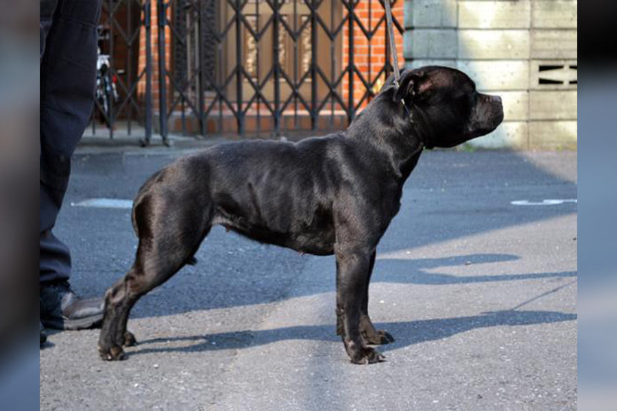 GET AHEAD Domidar Dogs