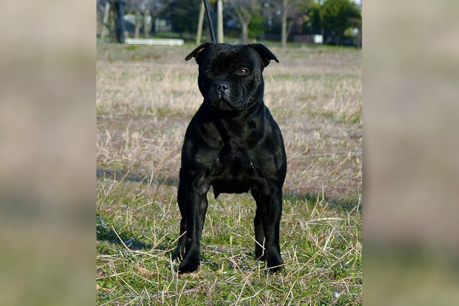 GET AHEAD Domidar Dogs