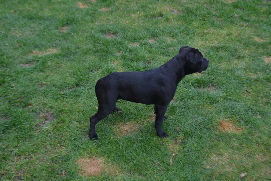 GET AHEAD Domidar Dogs