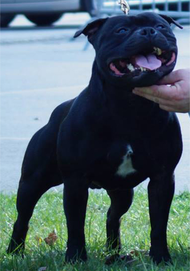 BRENO Domidar Dogs