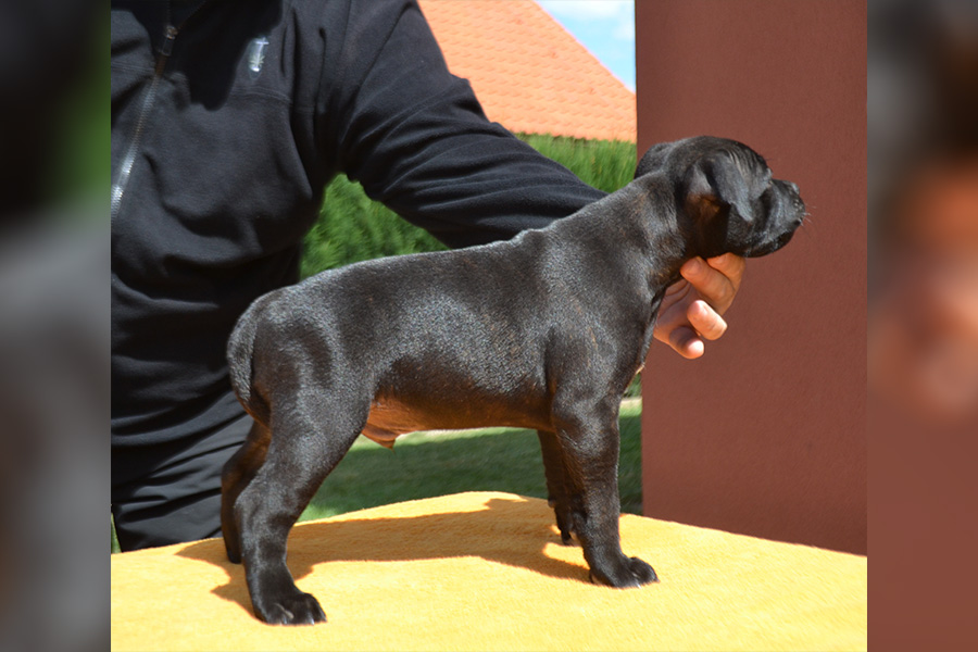 HOLD ME BACK Domidar Dogs