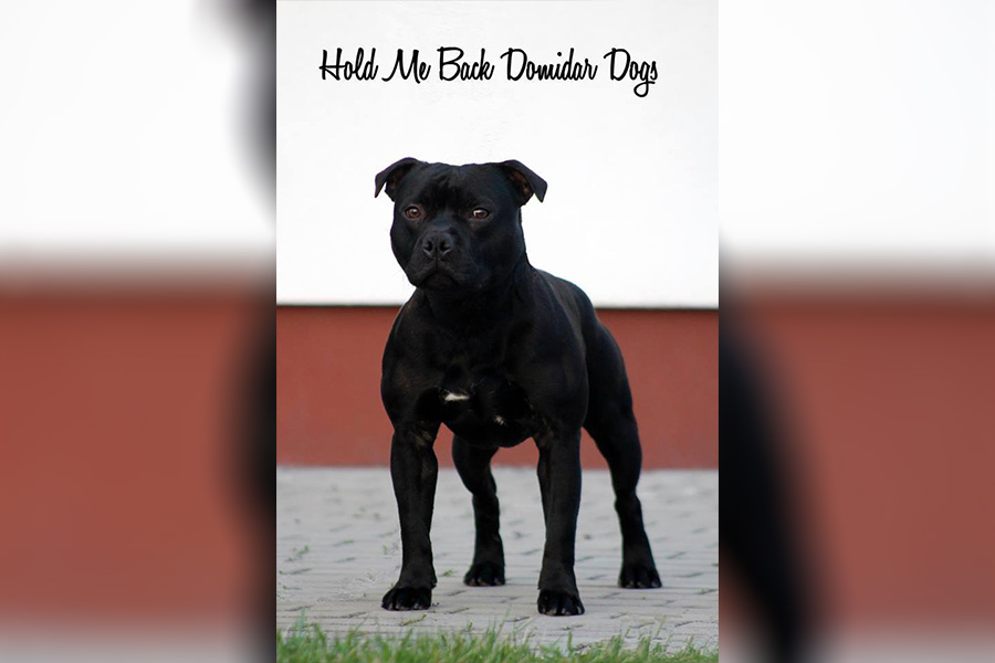 HOLD ME BACK Domidar Dogs