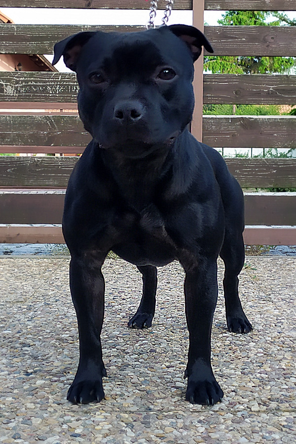 staffordshire bullterrier kennel