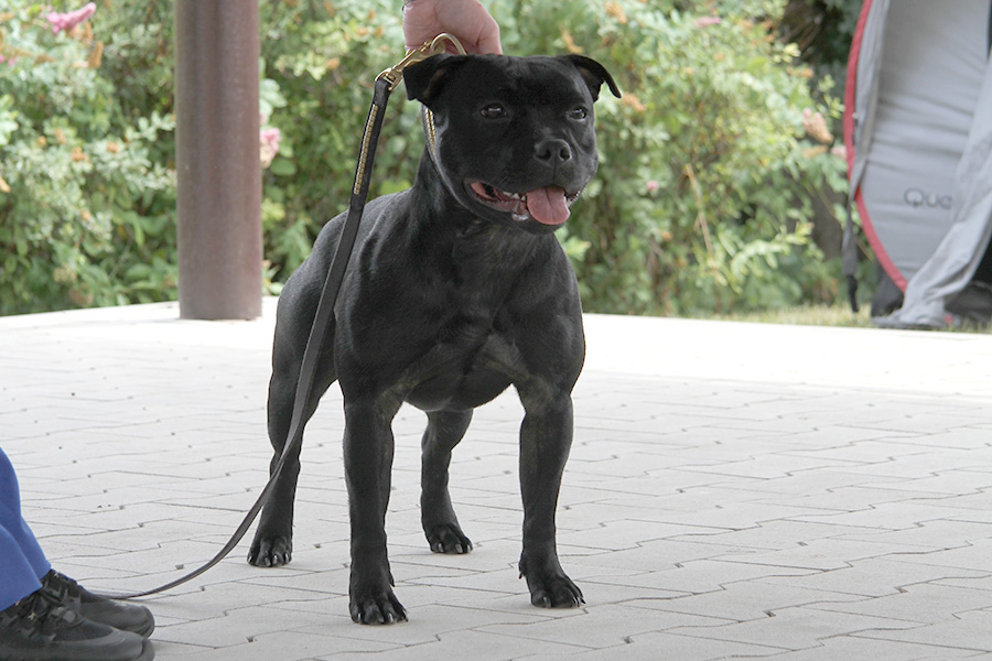 I WANT IT ALL Domidar Dogs