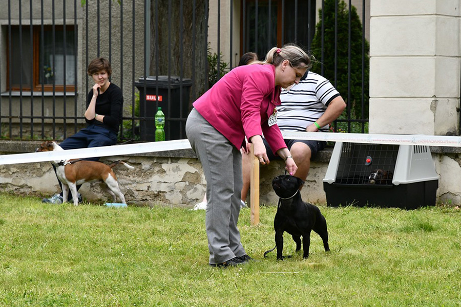 I WANT IT ALL Domidar Dogs