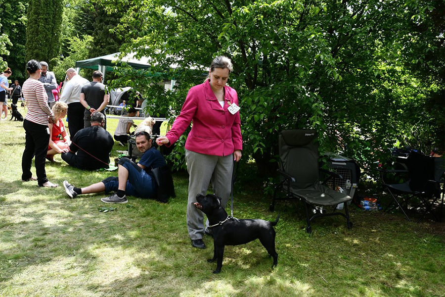I WANT IT ALL Domidar Dogs