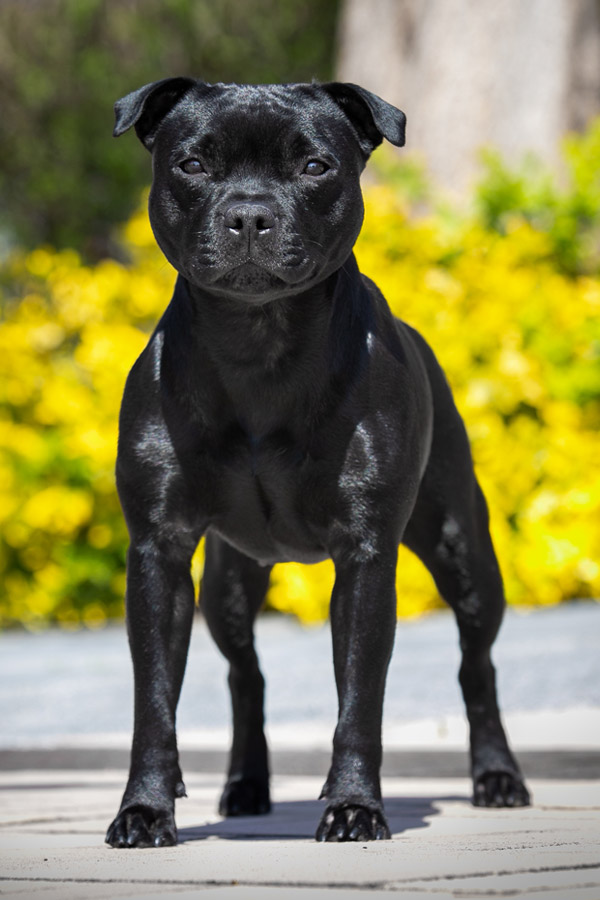 IRON FIST Domidar Dogs