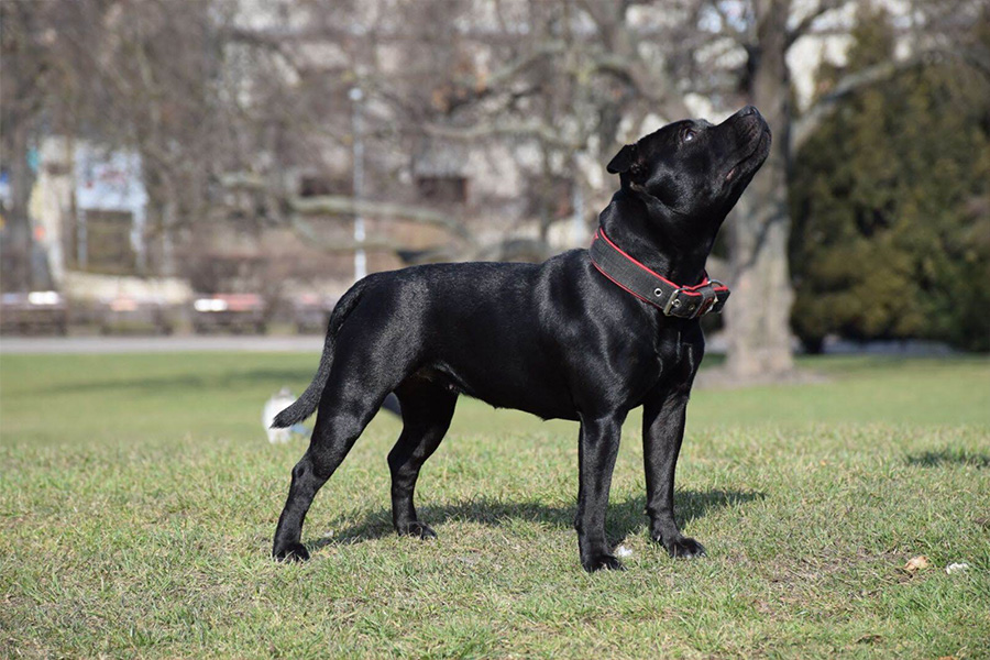 IRON FIST Domidar Dogs