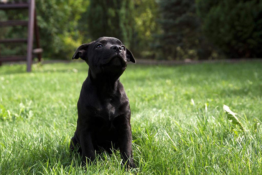 IRON FIST Domidar Dogs