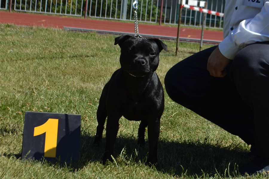IRON FIST Domidar Dogs