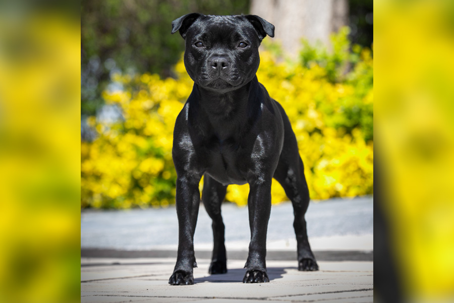 IRON FIST Domidar Dogs