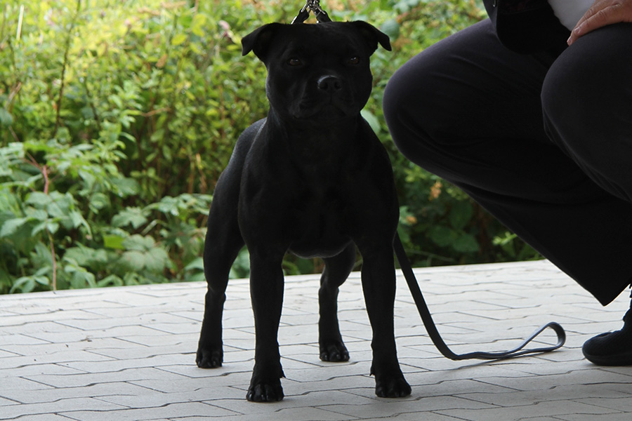 IRON FIST Domidar Dogs