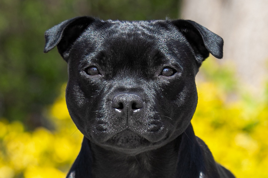 IRON FIST Domidar Dogs